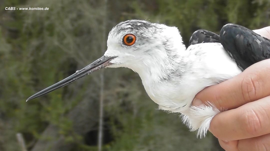 Huge illegal collection of live birds set free in Malta - Vimarsana News