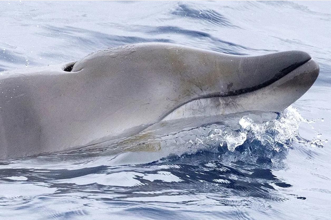 mysterious-ginkgo-toothed-beaked-whale-documented-alive-for-first-time