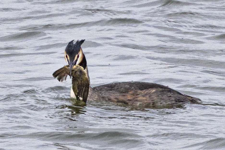 Great Crested Grebes prey on Common Chiffchaffs in Spain - BirdGuides