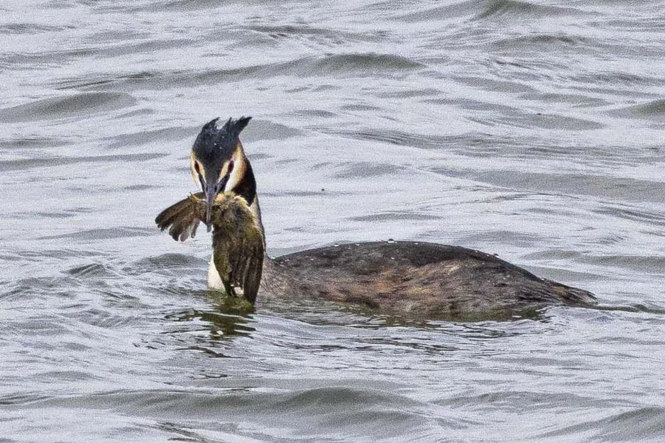 Col Grebe Great Crested Grebes prey on Common Chiffchaffs in Spain - BirdGuides