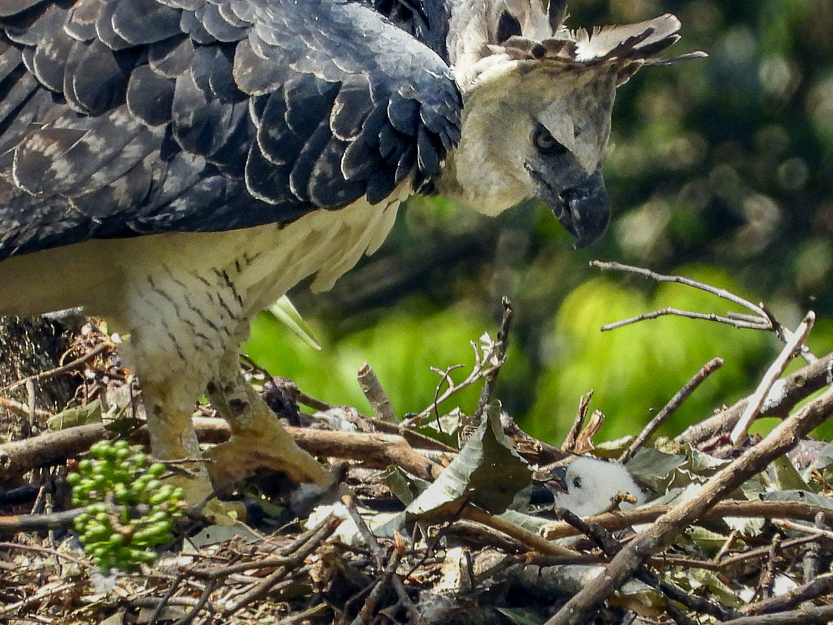 New initiative to protect Harpy Eagle launched - BirdGuides