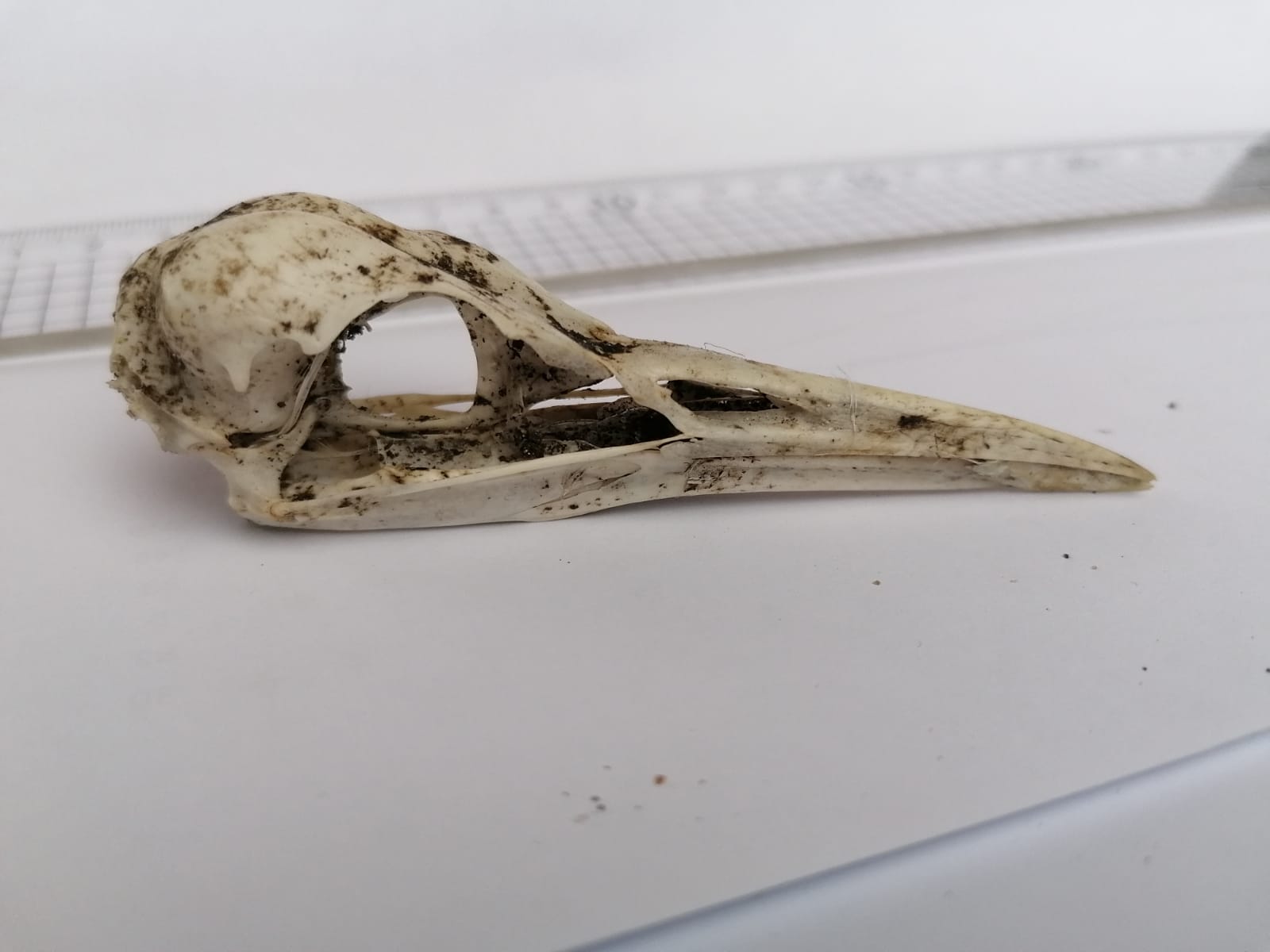 Cattle Egret predated by Peregrine is British first - BirdGuides