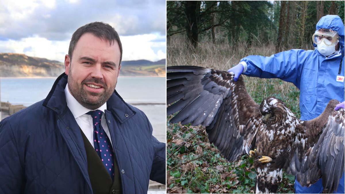Dorset MP criticises police for investigating eagle deaths - BirdGuides