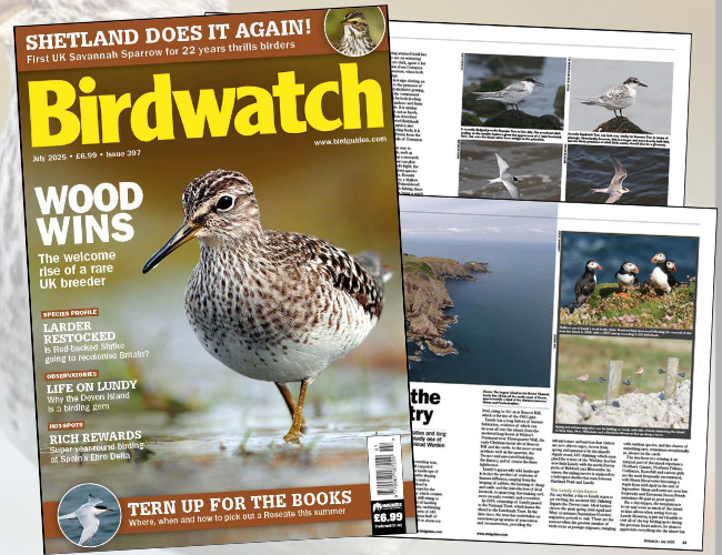 Inside the July 2025 issue of Birdwatch - BirdGuides