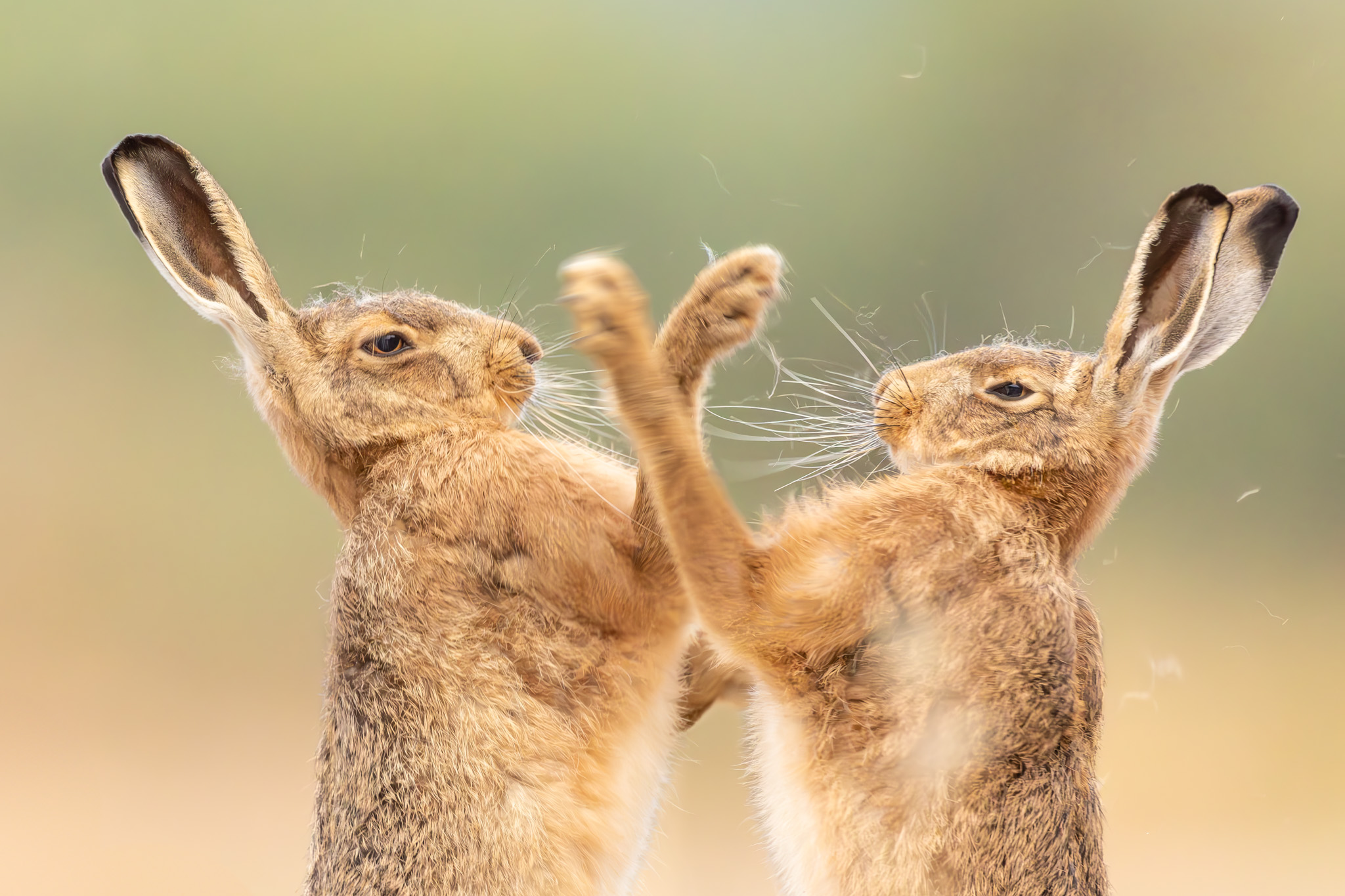 Nemis Animal British Wildlife Photography Awards 2026 winners revealed - BirdGuides