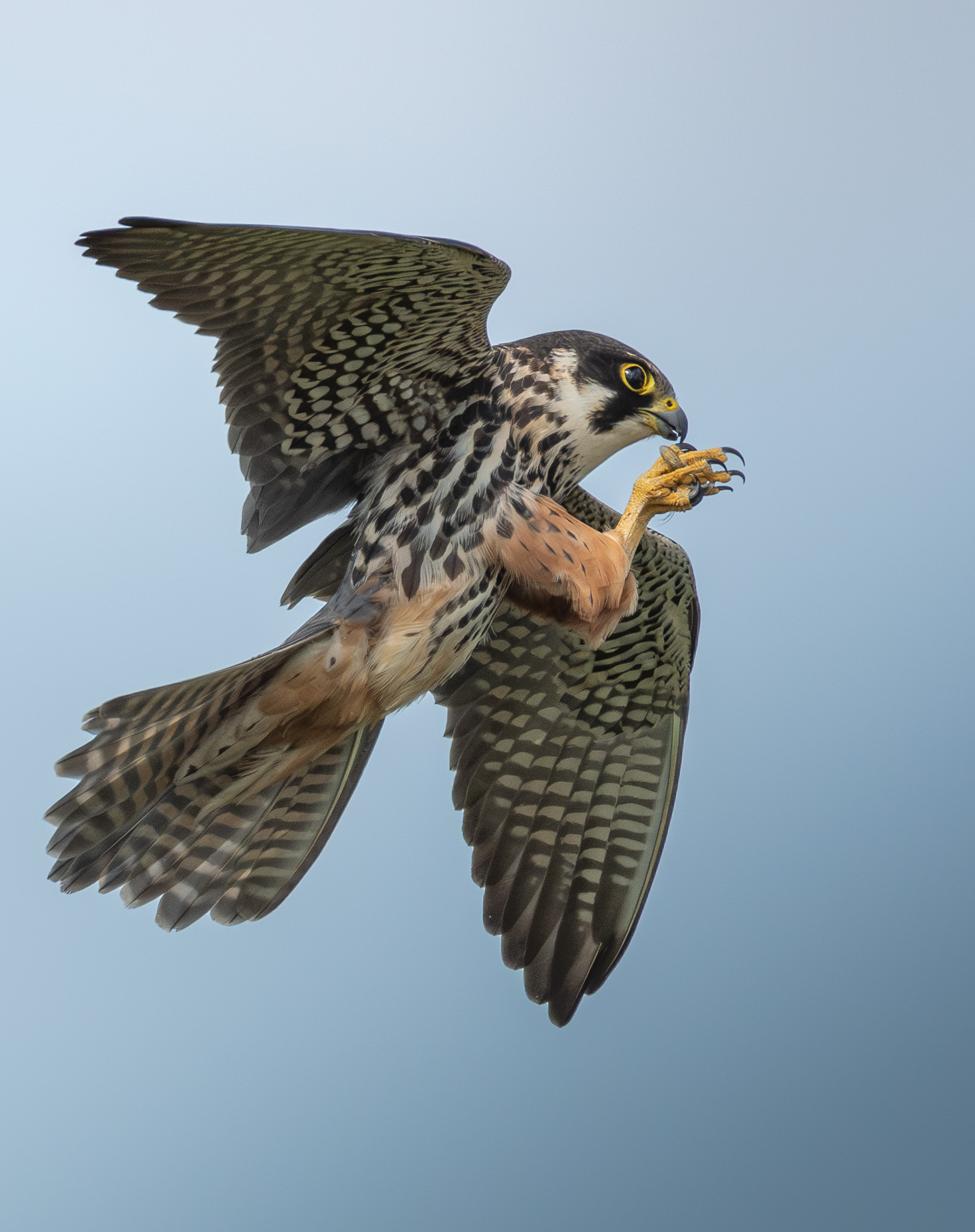Nemis Animal British Wildlife Photography Awards 2026 winners revealed - BirdGuides