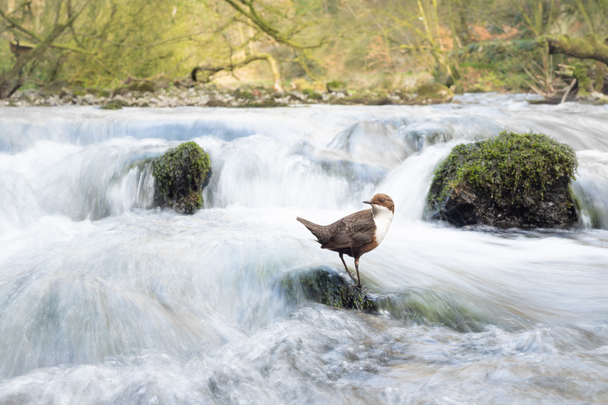 British Wildlife Photography Awards 2026 winners revealed - BirdGuides