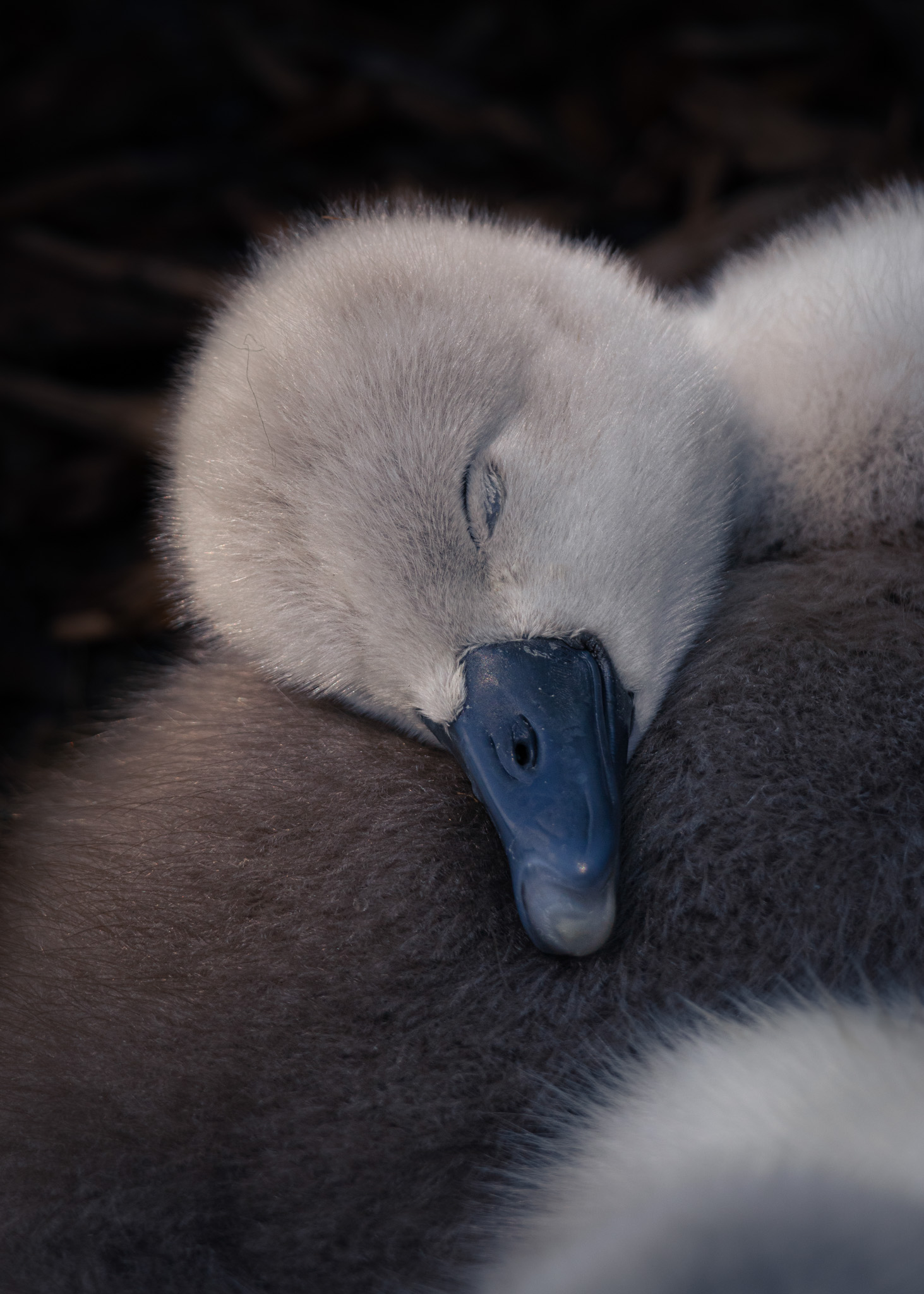 Nemis Animal British Wildlife Photography Awards 2026 winners revealed - BirdGuides