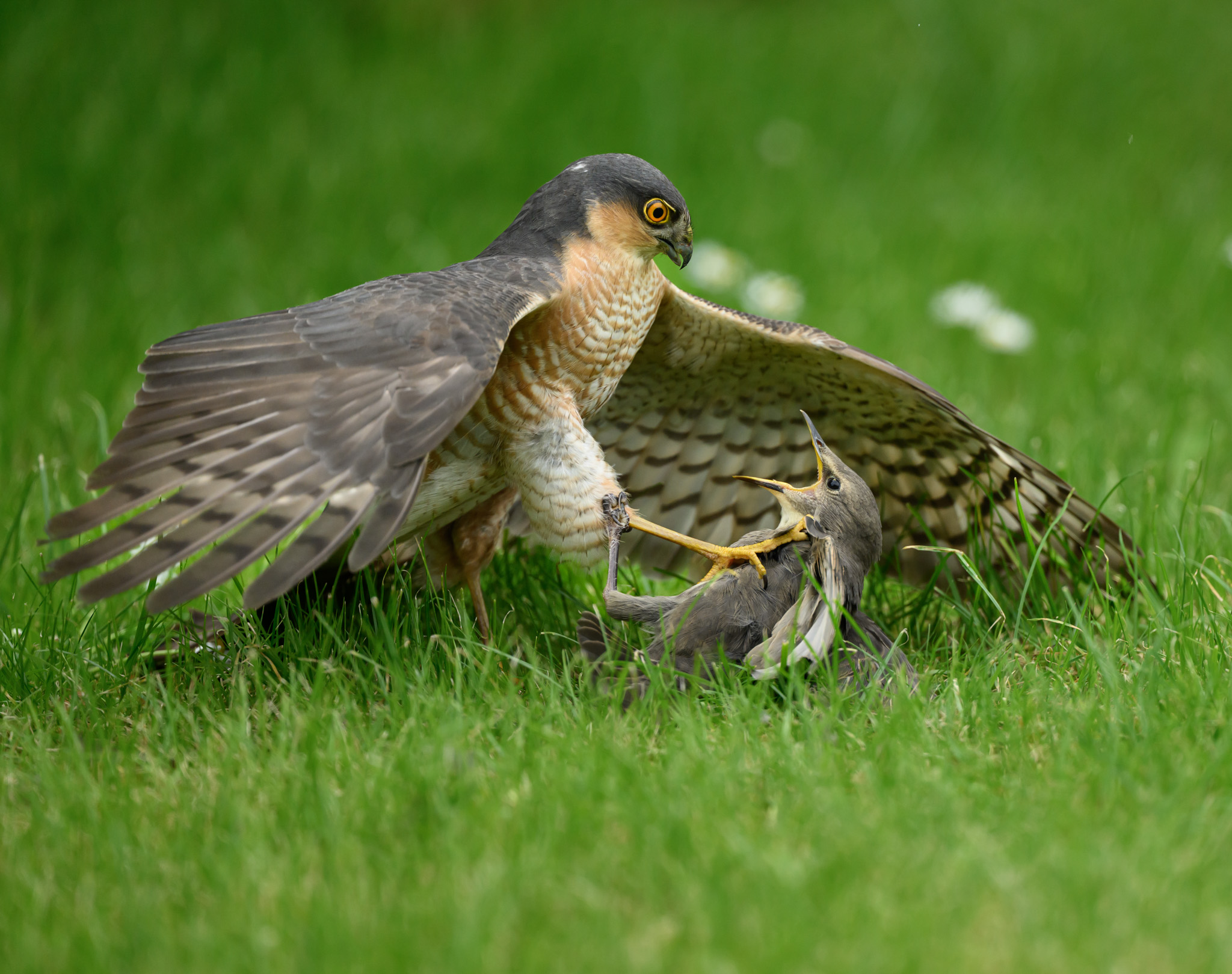 British Wildlife Photography Awards 2026 winners revealed - BirdGuides