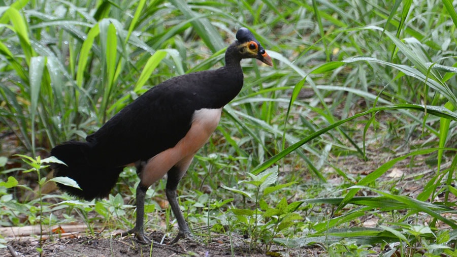 Updated IUCN Red List finds Asia's birds in peril - Vimarsana News