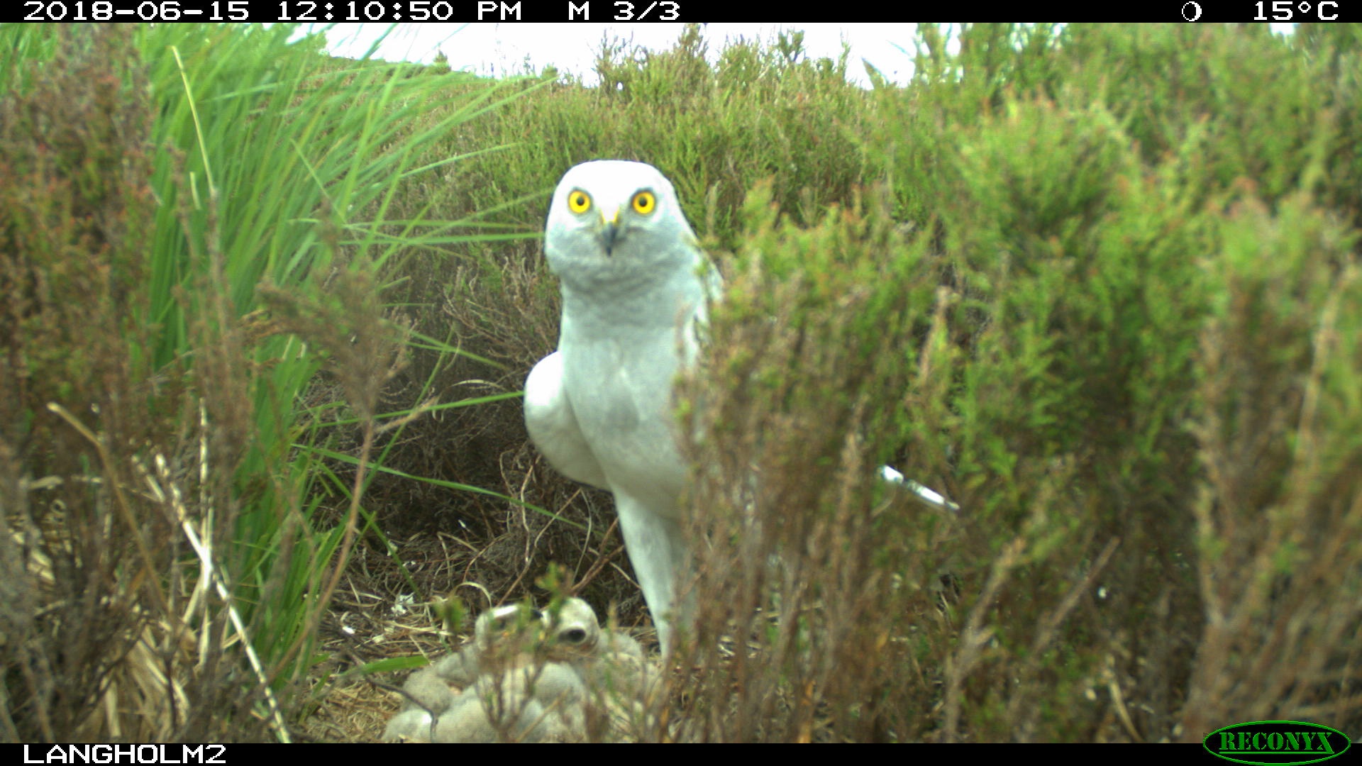 Nest Cameras Record Previously Unseen Hen Harrier Behaviour Birdguides 