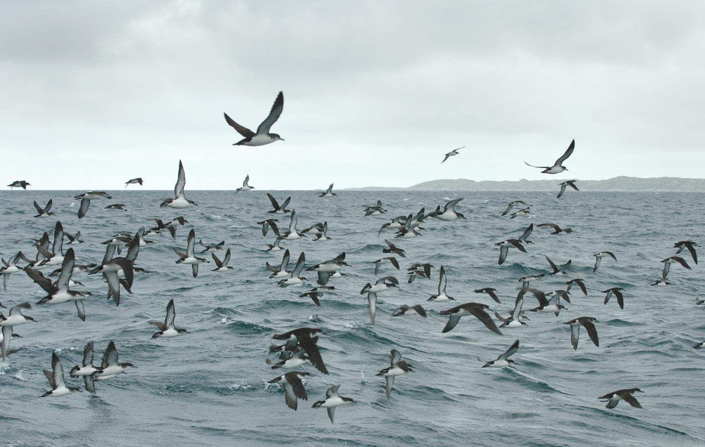 Six nations pledge to save the Irish Sea - Vimarsana News