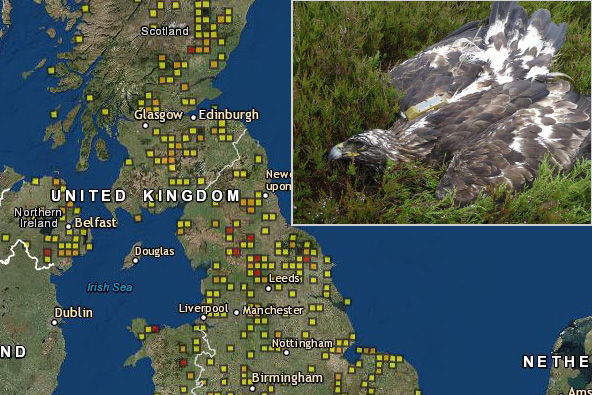 RSPB unveils interactive raptor persecution map - BirdGuides