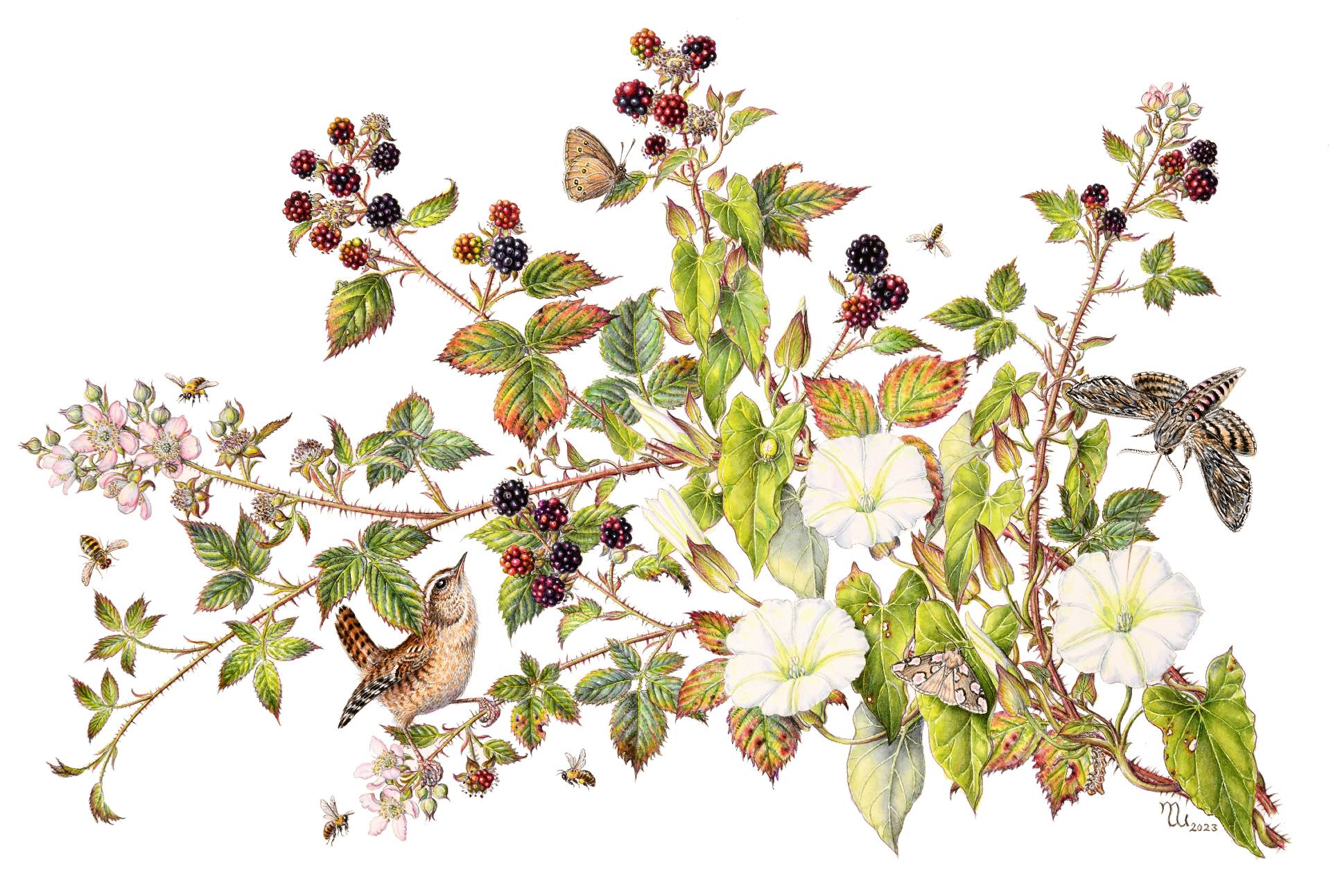 SOC announces botanical art exhibition BirdGuides