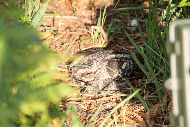 European Nightjar has successfully bred on National Trust land BirdGuides