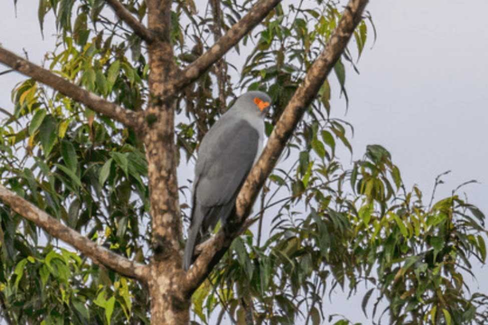 Raptor species 'lost' for 55 years photographed BirdGuides