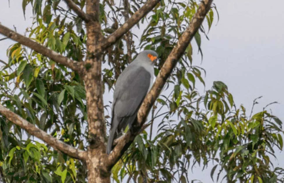 Raptor species 'lost' for 55 years photographed - BirdGuides