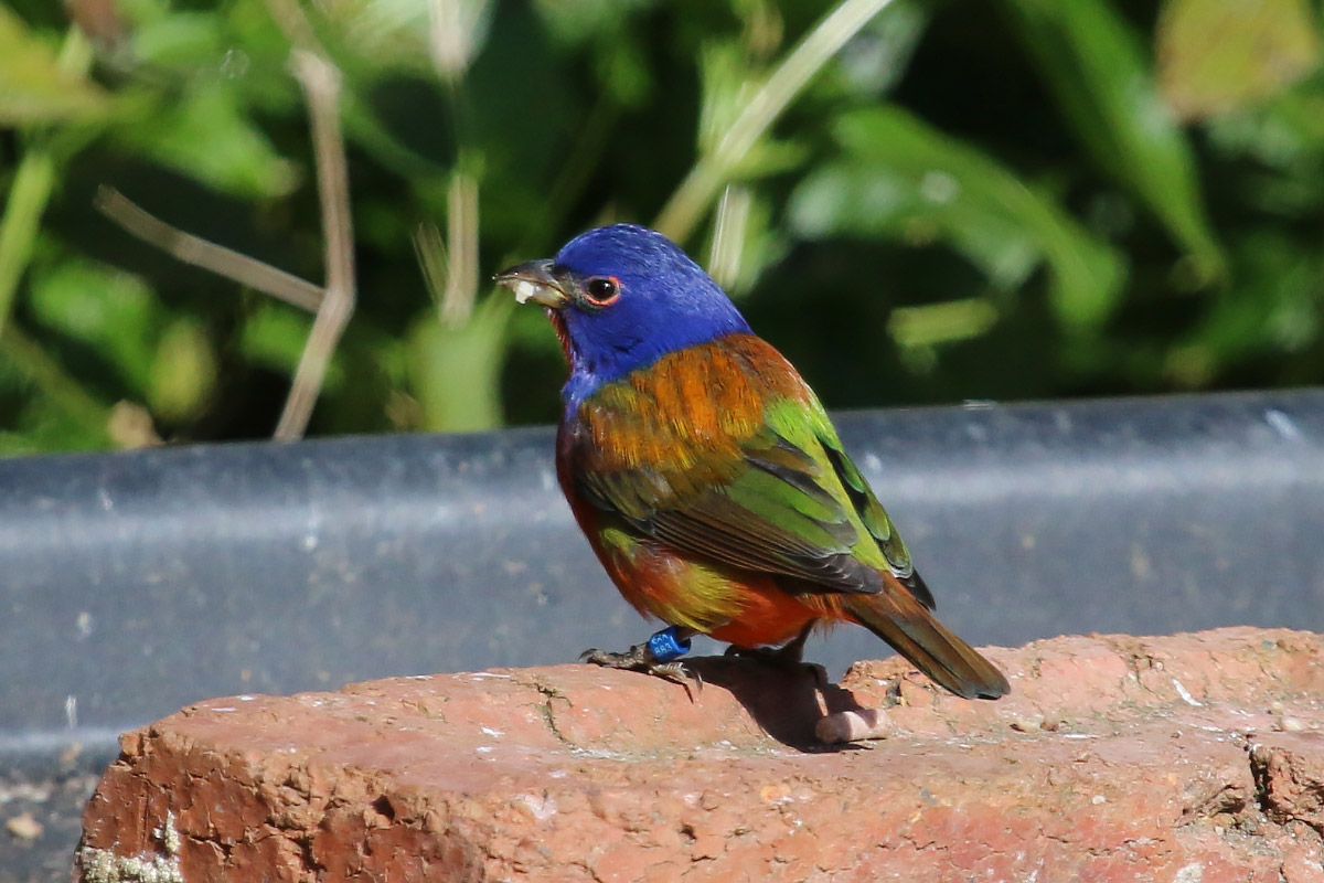 Escaped Painted Bunting migrates north BirdGuides