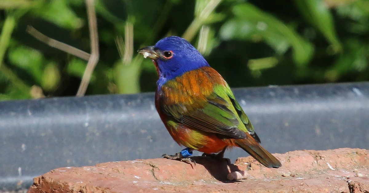 Escaped Painted Bunting migrates north BirdGuides