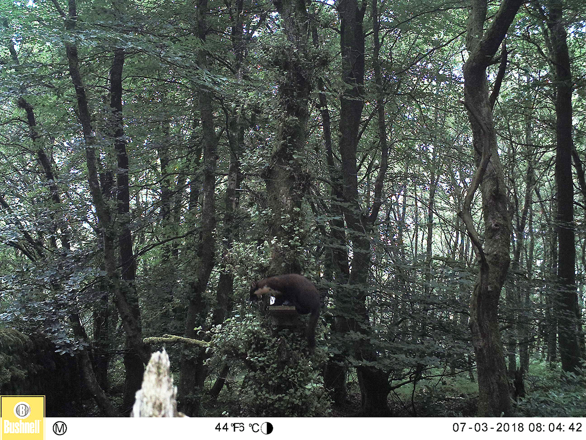 A still from the video shows a single Pine Marten.