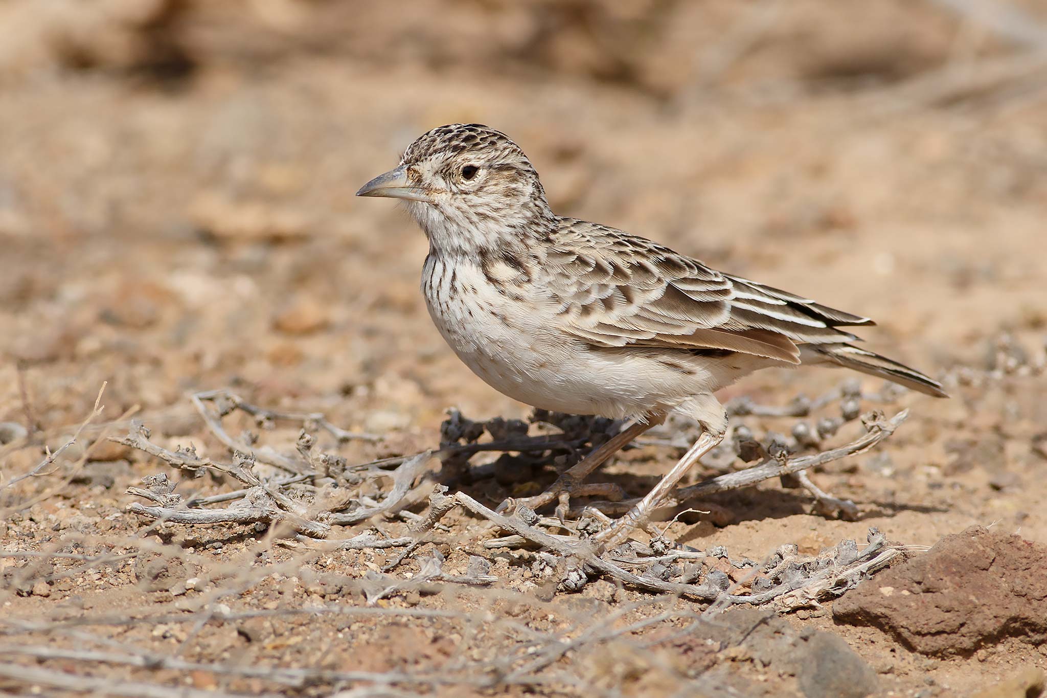 Raso Lark reintroduction proves a triumph - BirdGuides