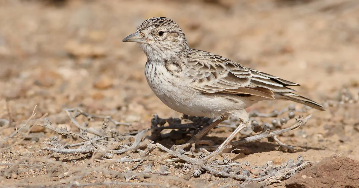 Raso Lark reintroduction proves a triumph - BirdGuides