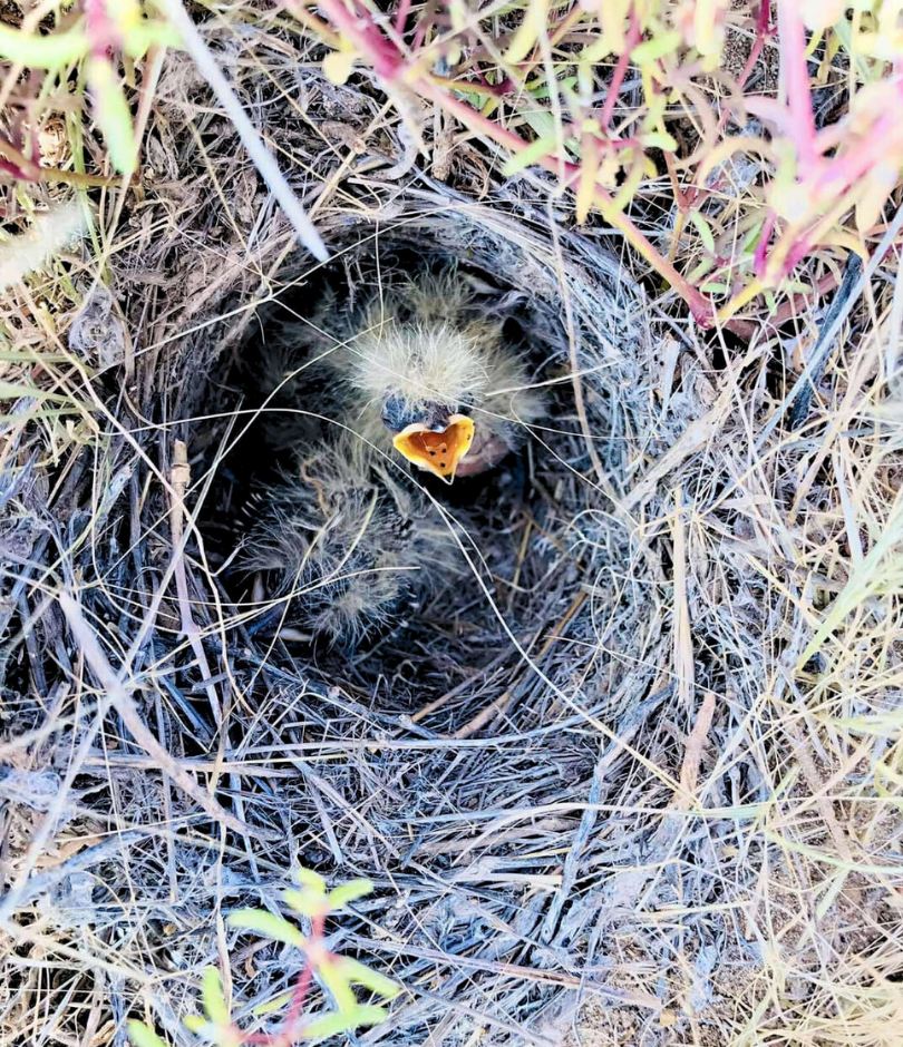 Raso Lark reintroduction proves a triumph - BirdGuides