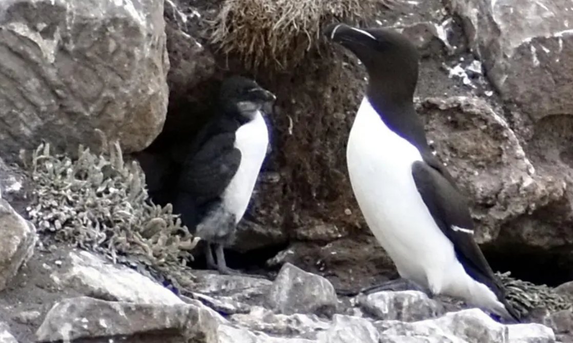 Razorbill breeds on Coquet Island for first time - BirdGuides