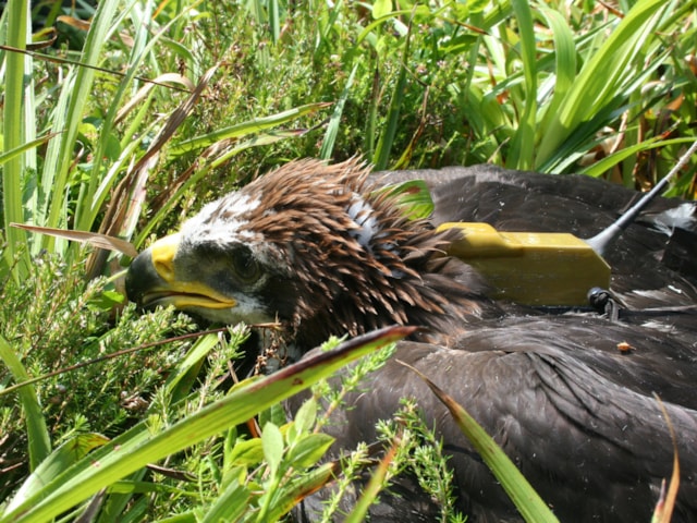 One of the RSPB's most recently tagged Golden Eagles; a suspiciously large proportion of these birds go missing on or near shooting estates. Photo: Duncan Orr-Ewing/RSPB. One of the RSPB's most recently tagged Golden Eagles; a suspiciously large proportion of these birds go missing on or near shooting estates. Photo: Duncan Orr-Ewing/RSPB.