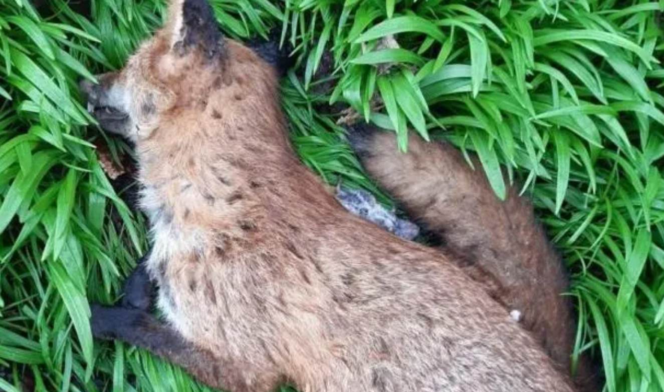 Fox killed by dog in 'horrible' attack at nature reserve - BirdGuides