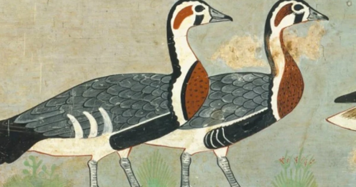 Ancient Egyptian art reveals mystery goose BirdGuides