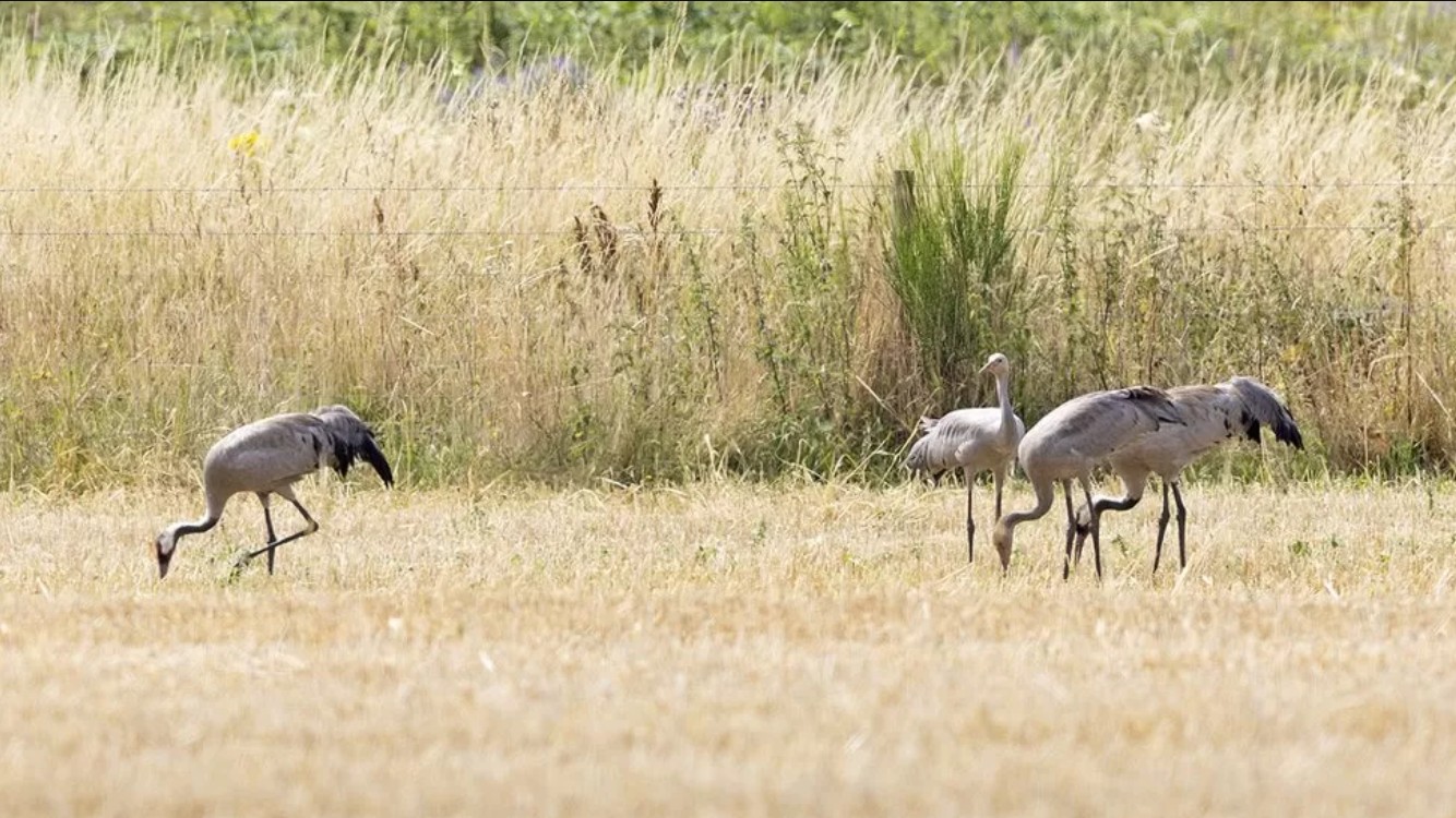 Cranes fledge young on Suffolk coast for the first time - BirdGuides