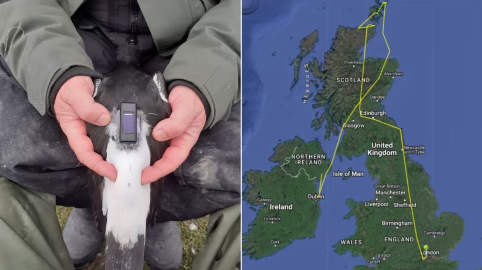 London home unwittingly tracked by lost oystercatcher satellite tag - Vimarsana News