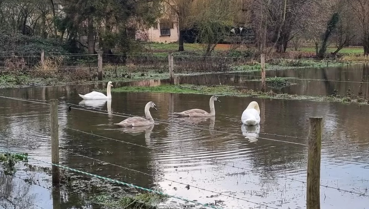 Swans killed by catapults in Essex - BirdGuides