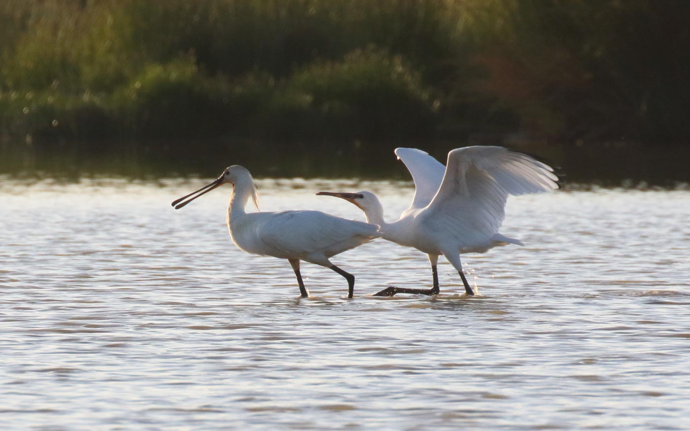 New initiative launched for UK spoonbills - BirdGuides