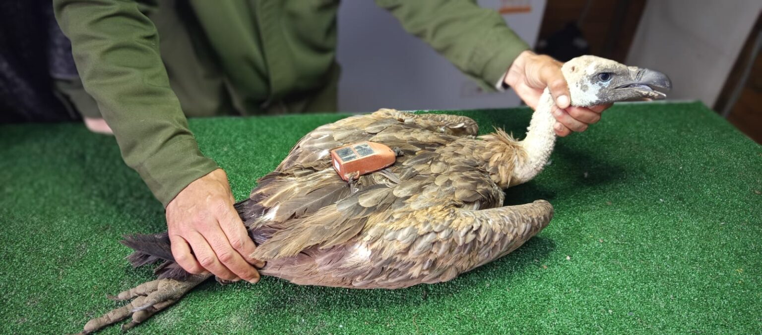 WB Vulture Morocco 2