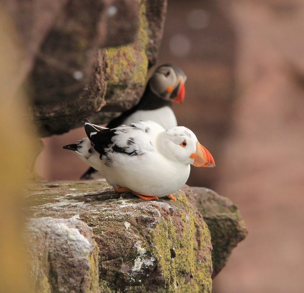 _119161923_puffintwo.jpg