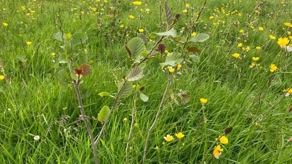Native woodland opens in Belfast - Vimarsana News