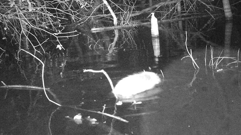First beaver born in Cheshire for more than 400 years - BirdGuides