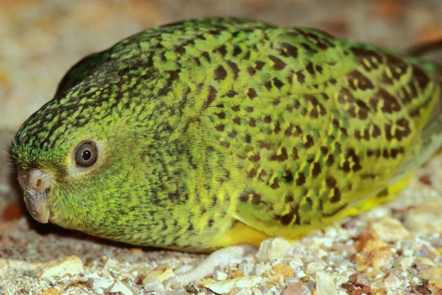New Night Parrot sites discovered in Western Australia BirdGuides