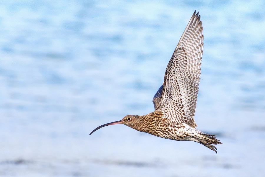 New partnership formed to save England's threatened curlews - BirdGuides