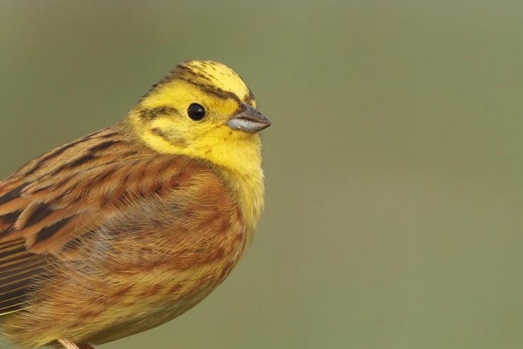 Hope Farm shows huge benefits of nature-friendly farming - BirdGuides
