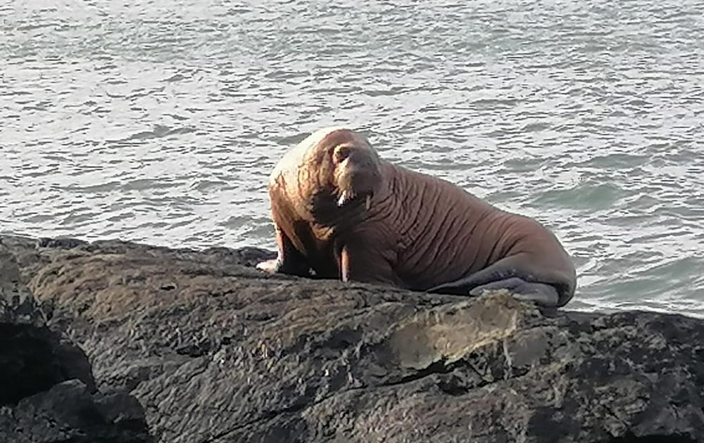 Walrus makes landfall in southwest Ireland BirdGuides