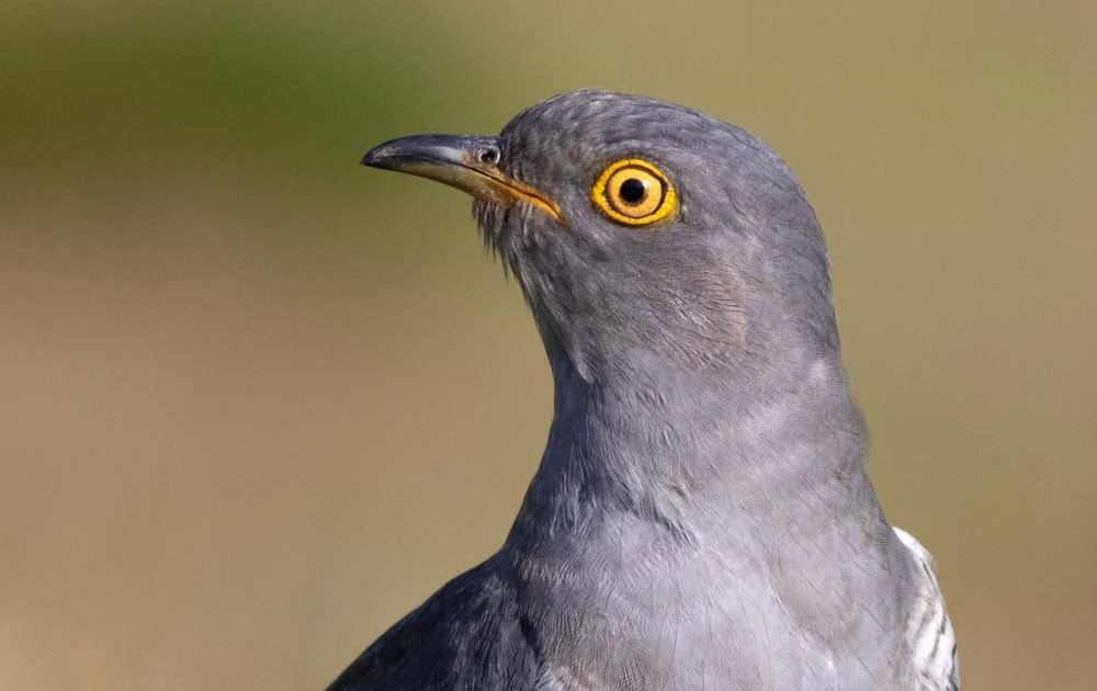 First BTO cuckoo back in Europe - Vimarsana News