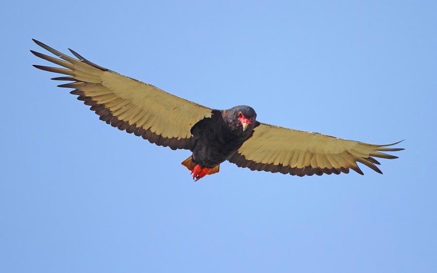 Red List update: iconic raptors in peril worldwide - Vimarsana News