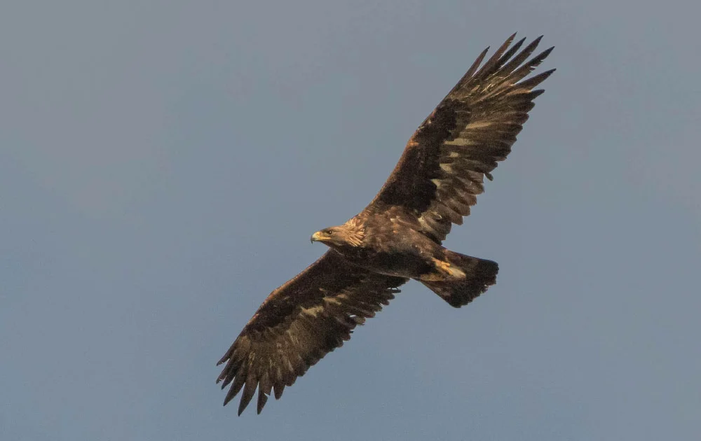UK raptor persecution on the rise - BirdGuides