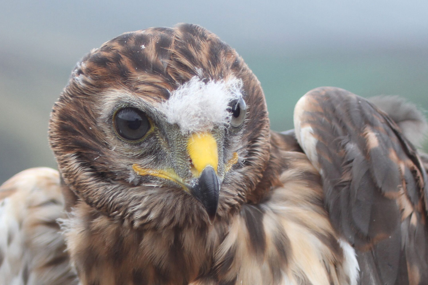 New Birdcrime report reveals raptor persecution is rife - BirdGuides