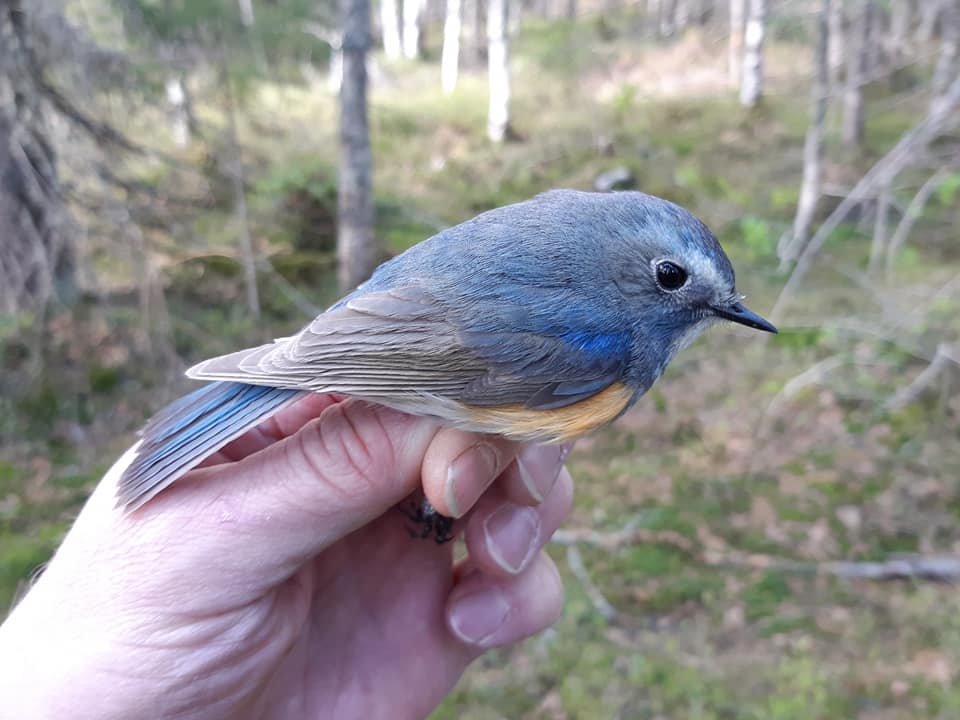 Birds - Red-flanked bluetail and nature tourism - Environmental