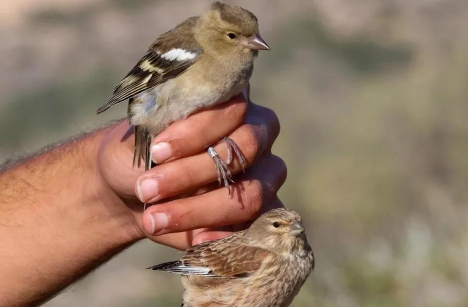 Bird Ringer Irish bird ringer has licence suspended following complaints - BirdGuides