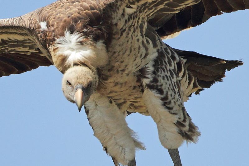 Over half of the world's raptors in decline - BirdGuides